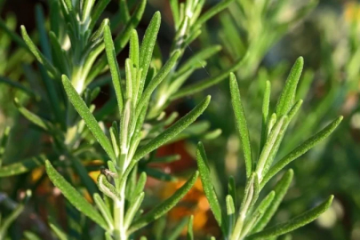 Araştırıldı: Kokusu unutkanlığa iyi gelen bitki