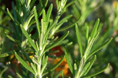 Araştırıldı: Kokusu unutkanlığa iyi gelen bitki