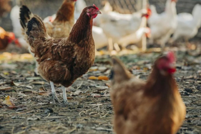 Ülkeyi sarsan skandal! Sapığın telefonundan neler çıktı neler...