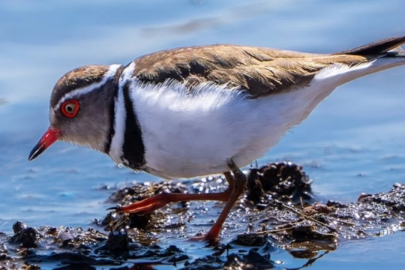 İsmi 'takkeli cılıbıt' olan kuş, Türkiye'de ilk kez görüldü