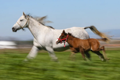 Şampiyon adayları taylar Bursa'da dünyaya geliyor