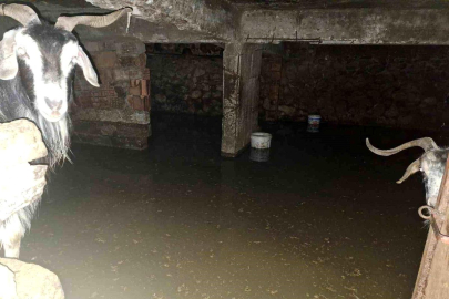 Sel ahırı bastı, 12 keçi ekipler tarafından kurtarıldı