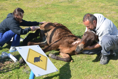 Terk edilen katır, Bursa'da hayata tutundu...