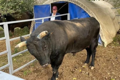 Boğa sahibini hastanelik etti!
