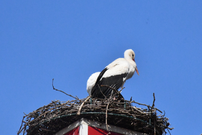 Can ve Canan Leylek Yeniden İznik’te