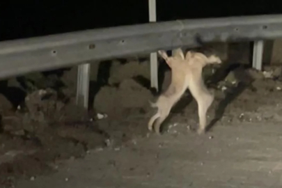 Doğada ilginç anlar: Bu kavga izleyenleri gülümsetti...