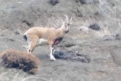 Yaralı dağ keçisini görüntüleyen aile hekimi: Tetiğe değil, deklanşöre basalım