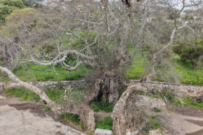 Yürüyüş yaparken 2 bin yıllık ağaç keşfetti!