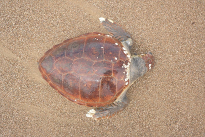 Antalya'da ölü caretta caretta sahile vurdu