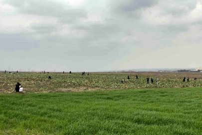 Bedava lahanayı duyan yağmura rağmen tarlaya akın etti