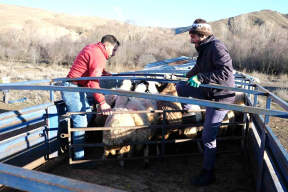 Erzincan'da besiciler 8 aylık göçe başladı