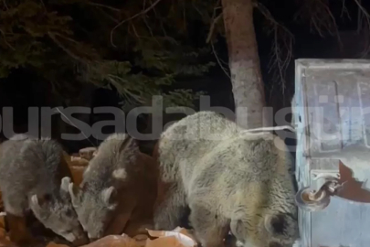 Uludağ'da ayılar kış uykusundan uyandı! Bursalı fenomen çift gözlerine inanamadı...