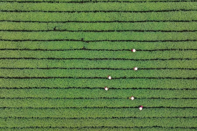Albüm: Çin'de Popüler Batı Gölü Longjing Çayının Hasadı Başladı