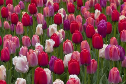 Lale, Nergis ve Sümbül mevsimi: İlkbaharın renkleri bayram coşkusuyla buluşuyor!