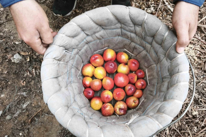 Alternatif ürün olarak üretildi; kilosu 500 TL'den satılıyor