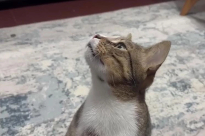 Dört yıldır kusan kedinin midesinden buzdolabı vakumu çıktı