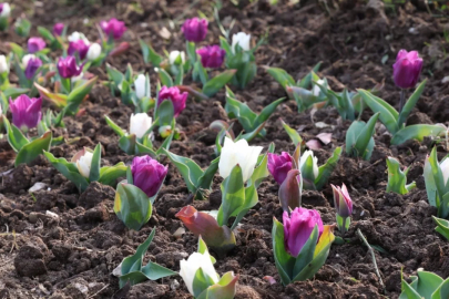 Bursa'da yıl boyunca 470 bin çiçek dikilecek