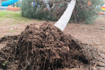 Gercüş'te sağanak ve rüzgar: Yollar suyla doldu, ağaçlar devrildi