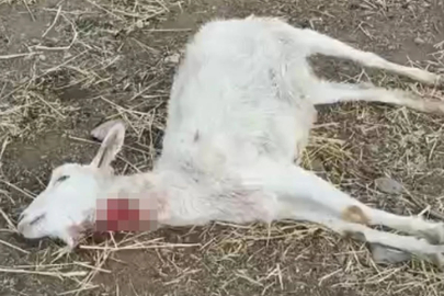 Kayseri'de yabani hayvanların saldırısına uğrayan 11 keçi öldü