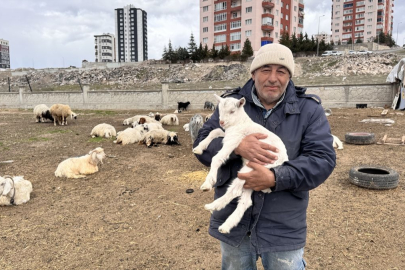 Kayseri'de yabani hayvanların saldırısına uğrayan keçilerden 6'sı telef oldu, 5'i kayboldu