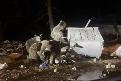 Uludağ'da dikkat çeken görüntü! Kış uykusundan uyandılar