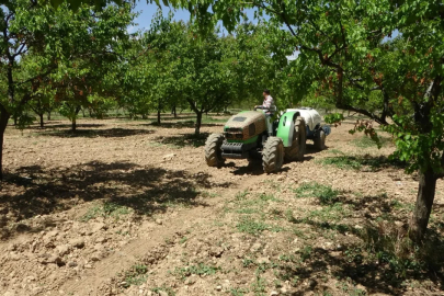 Çiftçilerin korktuğu hastalık! Bulaşınca tedavisi yok, ağaçları 3 yıl kurutuyor