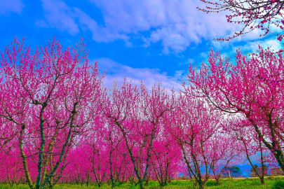 Bursa'da bahar şöleni! Görenler mest oldu