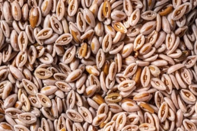 "Doğal Ozempic" diyorlar: Tok tutan karnıyarık otu nasıl kullanılır