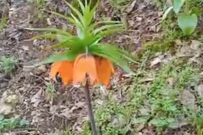 Bu çiçeği koparmanın cezası ikinci el araba fiyatını geçiyor