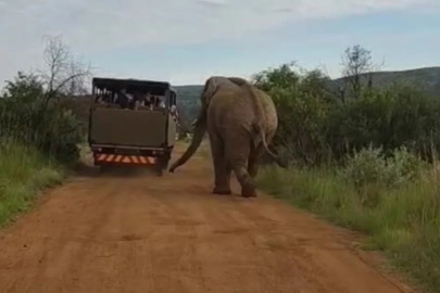 Güney Afrika safari turunda Türk turistleri 5 tonluk fil kovaladı