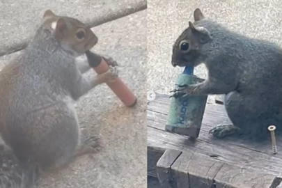 Sincapların sigara merakının nedeni belli oldu