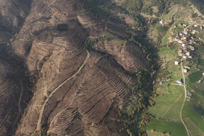 Bursa'da küllerden yeniden doğan ormanlar!