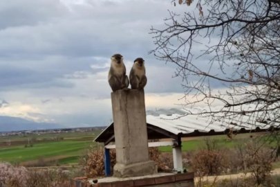 Denizli'de ağaçta yakalanan maymun koruma altına alındı
