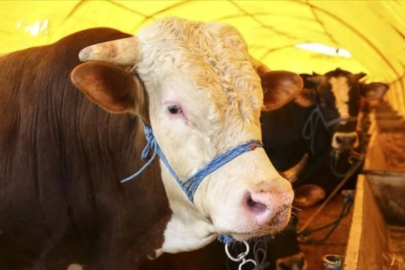 Kurbanlık pazarlıkları başladı: Fiyatlardaki yükseliş dikkat çekti