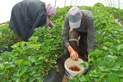 Bursa'da adına festivaller düzenleniyor!