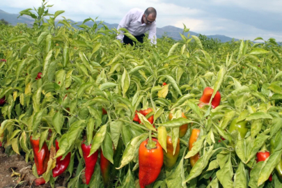 Yenişehir Yağlı Tohumlar Kooperatifi Başkanı Çetin: "Çiftçi umudunu kaybetmedi"