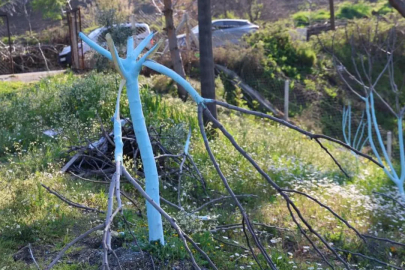Yüzlerce ağacı katletti, köy halkının bütün emeği bir gecede bitti!