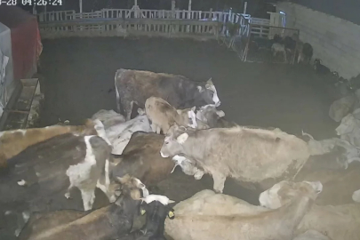 Ankara'daki bir köyde çiftliğe giren kurt sürüsü hayvanları telef etti