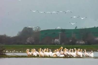 Bursa'da göç yolundaki pelikan sürüsü Boğazköy Barajı'nda görüntülendi