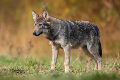 En eski köpek DNA'sı Anadolu'da bulundu