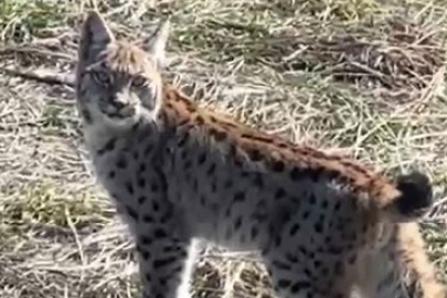 Ormanın hayaleti vaşağın çığlığı kamerada