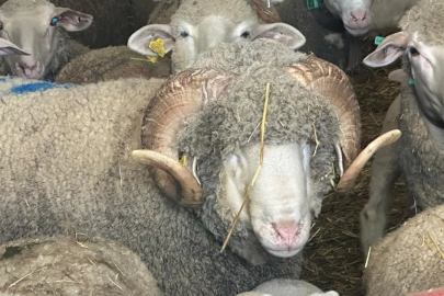 Servet değerindeki miras: Bursa'nın gözü 'şampiyon' kuzularda