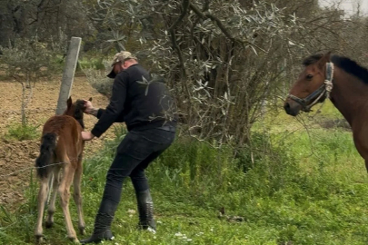 Tellere takılan tayı kurtarıp annesine kavuşturdu