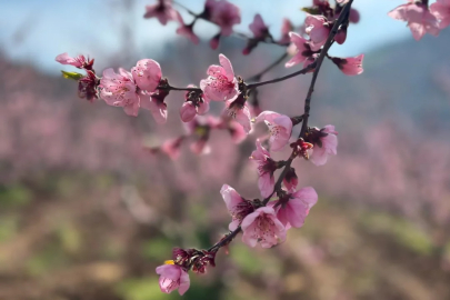 Bursa'da siyahların ardında açan pembe çiçekler