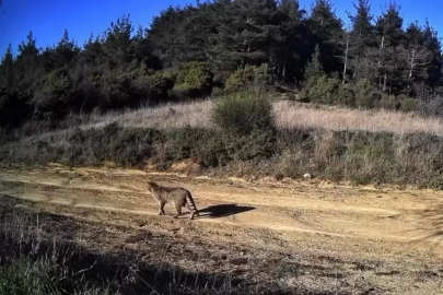 Doğanın hayaleti görüntülendi