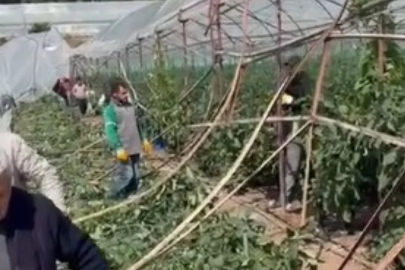 Hortum seraları vurdu, 10 dönüm alan zarar gördü