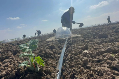 Karacabey Ovası'nda turfanda karpuz ekimi başladı