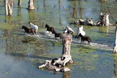 Kızılırmak Deltası'nda yılkı atları dronla görüntülendi