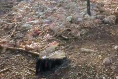 Tarsus'ta ormana çok sayıda tavuk ölüsü atıldı