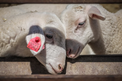Bursa'da 7 asırlık miras sürüyor! 11 bin kuzu bekleniyor